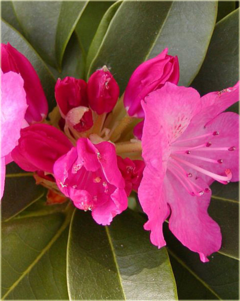 Rododendron wielkokwiatowy Germania - Rhododendron Germania