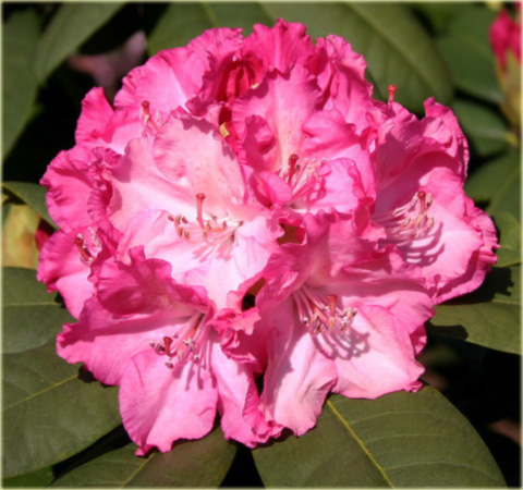 Rododendron wielkokwiatowy Germania - Rhododendron Germania