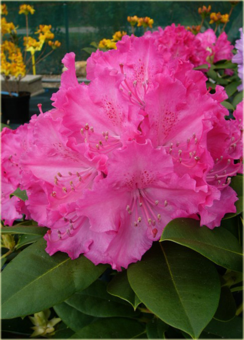 Rododendron wielkokwiatowy Germania - Rhododendron Germania