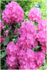 Rododendron wielkokwiatowy Germania - Rhododendron Germania