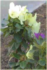 Rododendron wielokwiatowy Goldbukett Rhododendron Goldbukett