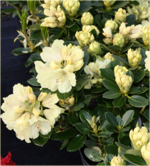 Rododendron wielkokwiatowy Goldkrone - Rhododendron Goldkrone