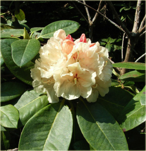 Rododendron wielkokwiatowy Goldkrone - Rhododendron Goldkrone