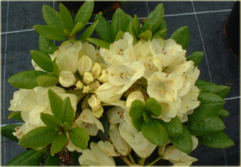 Rododendron wielkokwiatowy Goldkrone - Rhododendron Goldkrone