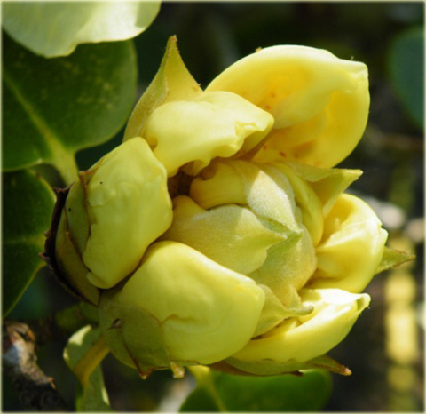 Rododendron wielkokwiatowy Goldkrone - Rhododendron Goldkrone