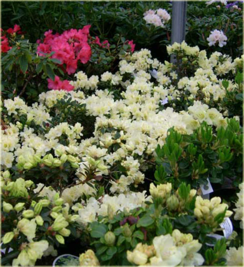 Rododendron wielkokwiatowy Goldkrone - Rhododendron Goldkrone