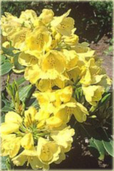 Rododendron wielkokwiatowy Goldkrone - Rhododendron Goldkrone