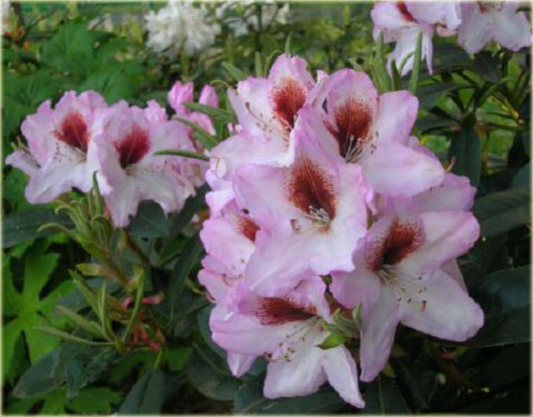 Rododendron wielkokwiatowy Graffito - Rhododendron Graffito