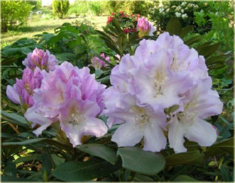 Rododendron wielkokwiatowy Graffito - Rhododendron Graffito