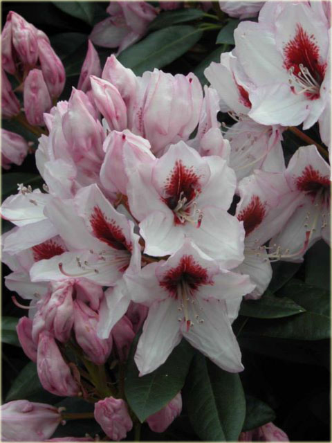 Rododendron wielkokwiatowy Graffito - Rhododendron Graffito