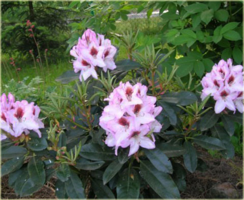 Rododendron wielkokwiatowy Graffito - Rhododendron Graffito