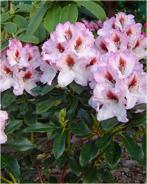 Rododendron wielkokwiatowy Graffito - Rhododendron Graffito