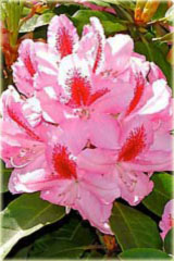Rododendron wielkokwiatowy Graffito - Rhododendron Graffito