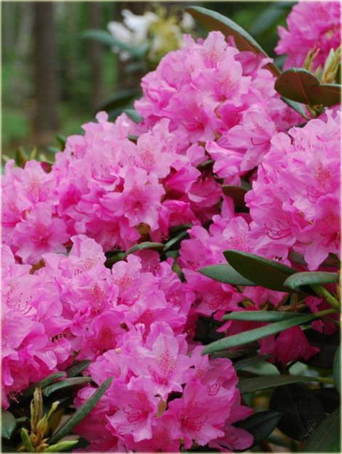 Rododendron wielkokwiatowy Haaga - Rhododendron Haaga