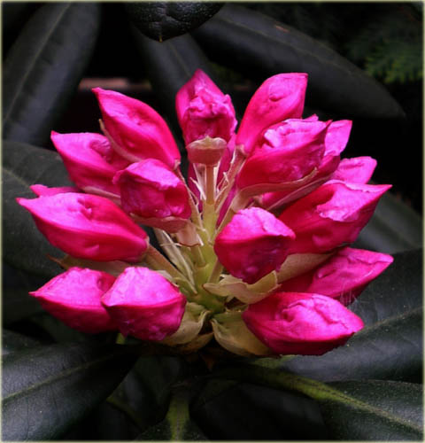 Rododendron wielkokwiatowy Haaga - Rhododendron Haaga