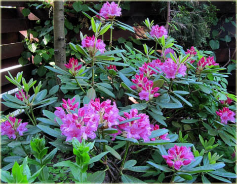 Rododendron wielkokwiatowy Haaga - Rhododendron Haaga