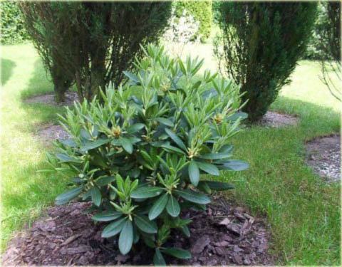 Rododendron wielkokwiatowy Haaga - Rhododendron Haaga