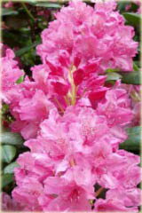 Rododendron wielkokwiatowy Haaga - Rhododendron Haaga