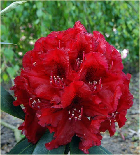 Rododendron wielkokwiatowy Hachmans Feuerschein - Rhododendron Hachmans Feuerschein