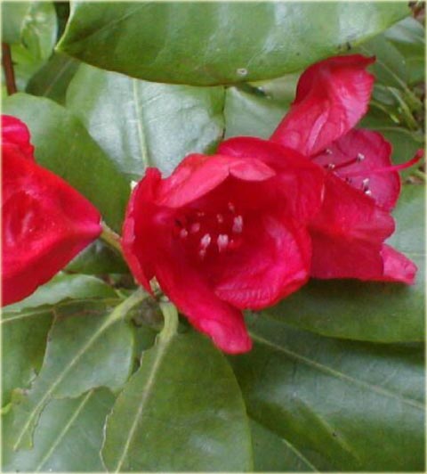 Rododendron wielkokwiatowy Hachmans Feuerschein - Rhododendron Hachmans Feuerschein