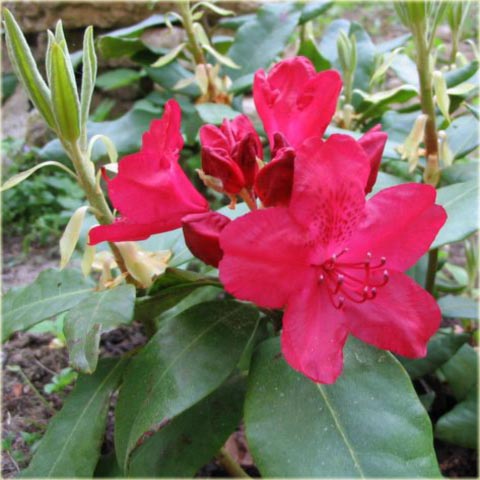 Rododendron wielkokwiatowy Hachmans Feuerschein - Rhododendron Hachmans Feuerschein