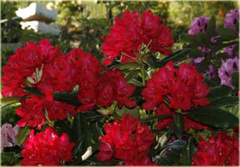 Rododendron wielkokwiatowy Hachmans Feuerschein - Rhododendron Hachmans Feuerschein