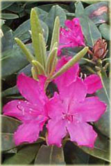 Rododendron wielkokwiatowy Hellikki - Rhododendron Hellikki