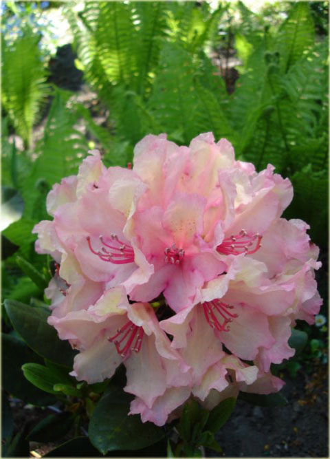 Rododendron wielkokwiatowy Helsinki University - Rhododendron Helsinki University