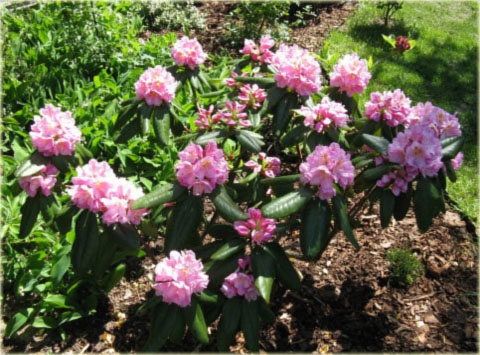 Rododendron wielkokwiatowy Helsinki University - Rhododendron Helsinki University