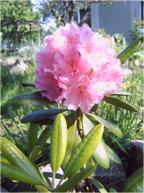 Rododendron wielkokwiatowy Helsinki University - Rhododendron Helsinki University