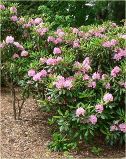 Rododendron wielkokwiatowy Helsinki University - Rhododendron Helsinki University