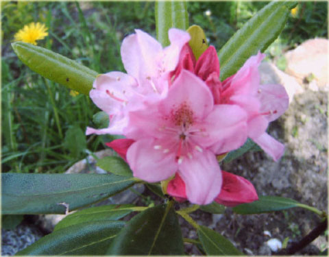 Rododendron wielkokwiatowy Helsinki University - Rhododendron Helsinki University