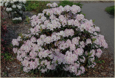 Rododendron wielkokwiatowy Helsinki University - Rhododendron Helsinki University