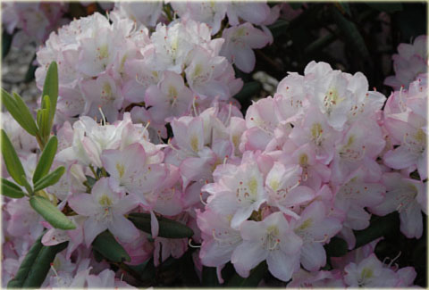 Rododendron wielkokwiatowy Helsinki University - Rhododendron Helsinki University