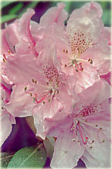 Rododendron wielkokwiatowy Helsinki University - Rhododendron Helsinki University