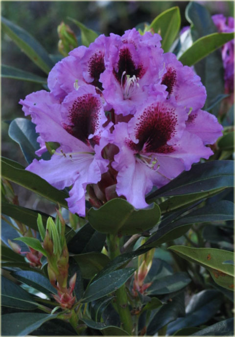 Rododendron wielkokwiatowy Humboldt - Rhododendron Humboldt