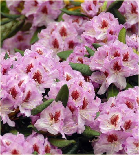 Rododendron wielkokwiatowy Humboldt - Rhododendron Humboldt