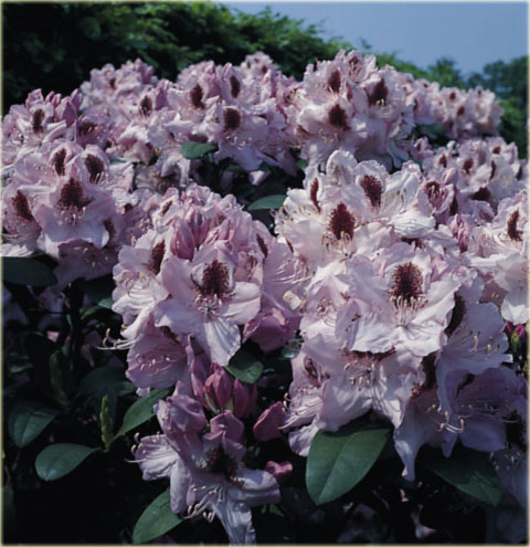 Rododendron wielkokwiatowy Humboldt - Rhododendron Humboldt