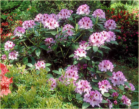 Rododendron wielkokwiatowy Humboldt - Rhododendron Humboldt