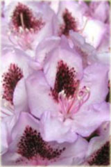 Rododendron wielkokwiatowy Humboldt - Rhododendron Humboldt