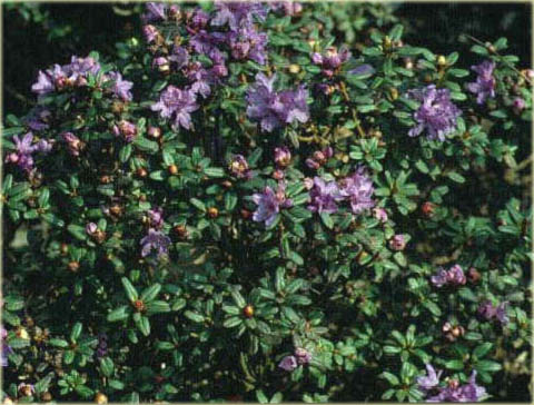 Rododendron miniaturowy Intricatum - Rhododendron Intricatum