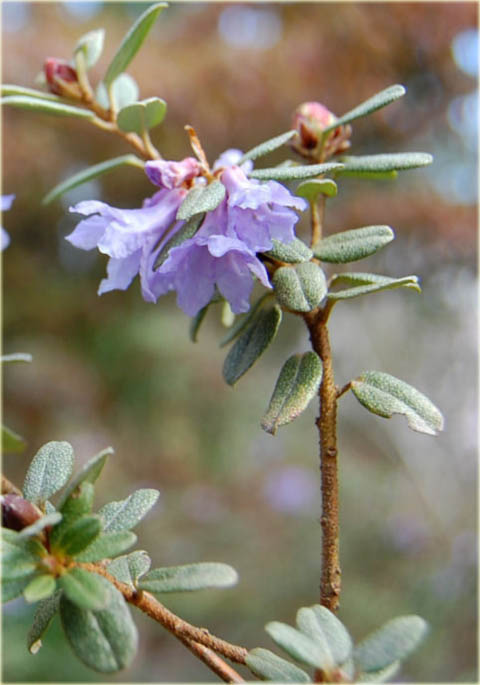 Rododendron miniaturowy Intricatum - Rhododendron Intricatum