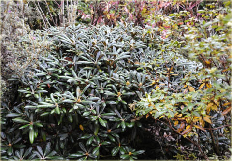 Rododendron miniaturowy Intricatum - Rhododendron Intricatum