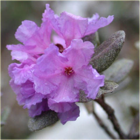 Rododendron miniaturowy Intricatum - Rhododendron Intricatum