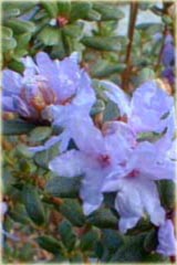 Rododendron miniaturowy Intricatum - Rhododendron Intricatum