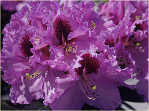 Rododendron wielkokwiatowy Kabarett Rhododendron Kabarett
