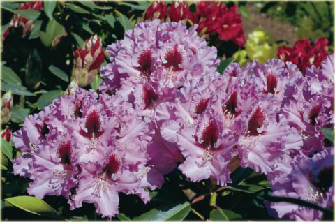 Rododendron wielkokwiatowy Kabarett Rhododendron Kabarett