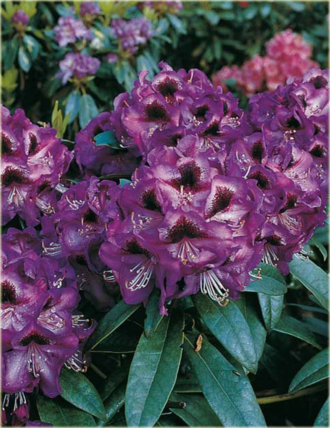 Rododendron wielkokwiatowy Kabarett Rhododendron Kabarett