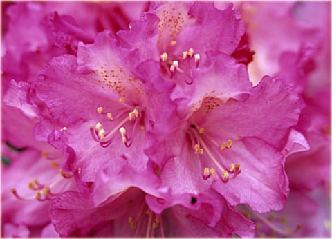 Rododendron jakuszimański Kalinka - Rhododendron yakushimanum Kalinka