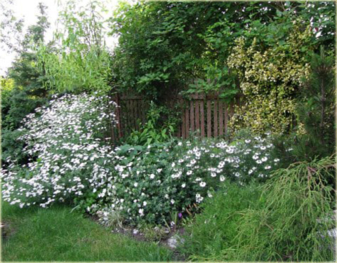 Rododendron wielkokwiatowy -  Karibia Rhododendron Karibia